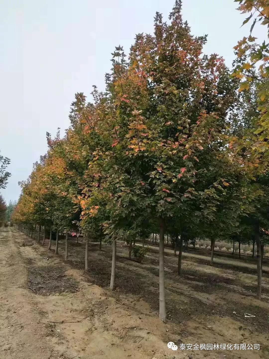 市領(lǐng)導(dǎo)來(lái)嘉合督導(dǎo)復(fù)工復(fù)產(chǎn)