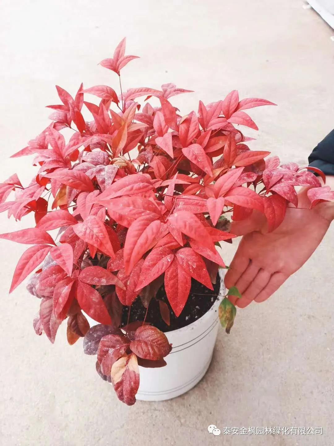 公司領(lǐng)導(dǎo)赴聯(lián)建村主持召開(kāi)聯(lián)合黨委會(huì)