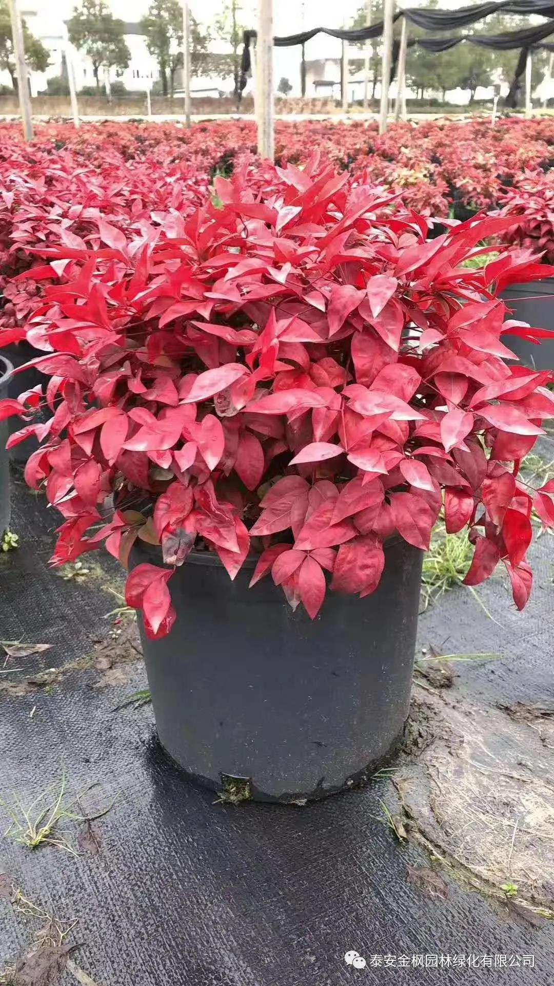 宋國(guó)權(quán)率隊(duì)現(xiàn)場(chǎng)調(diào)研磷石膏生態(tài)治理項(xiàng)目