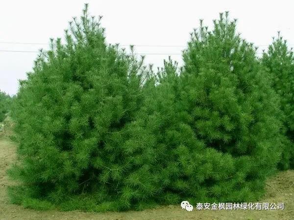 公司再登安徽百?gòu)?qiáng)企業(yè)榜