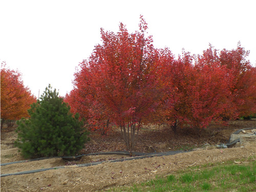 汪宜武來集團(tuán)調(diào)研