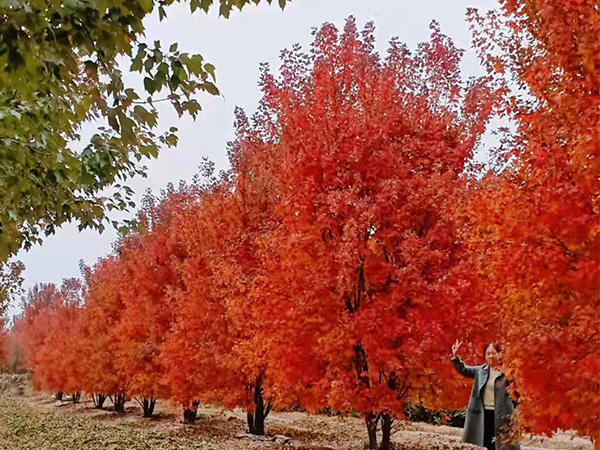劉亞東調(diào)研六國產(chǎn)業(yè)扶貧項(xiàng)目