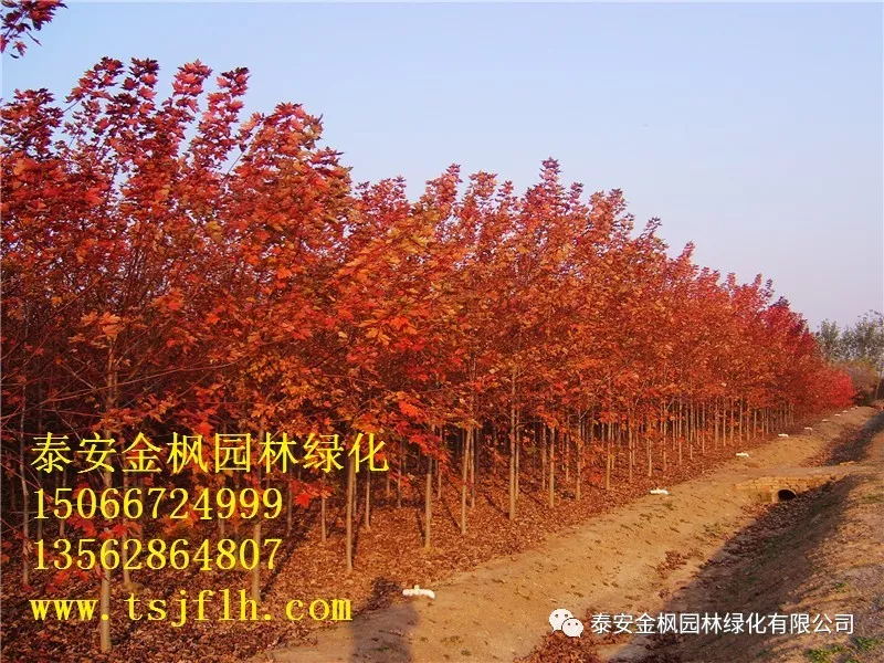 集團(tuán)電工同場(chǎng)競(jìng)技“試”比高