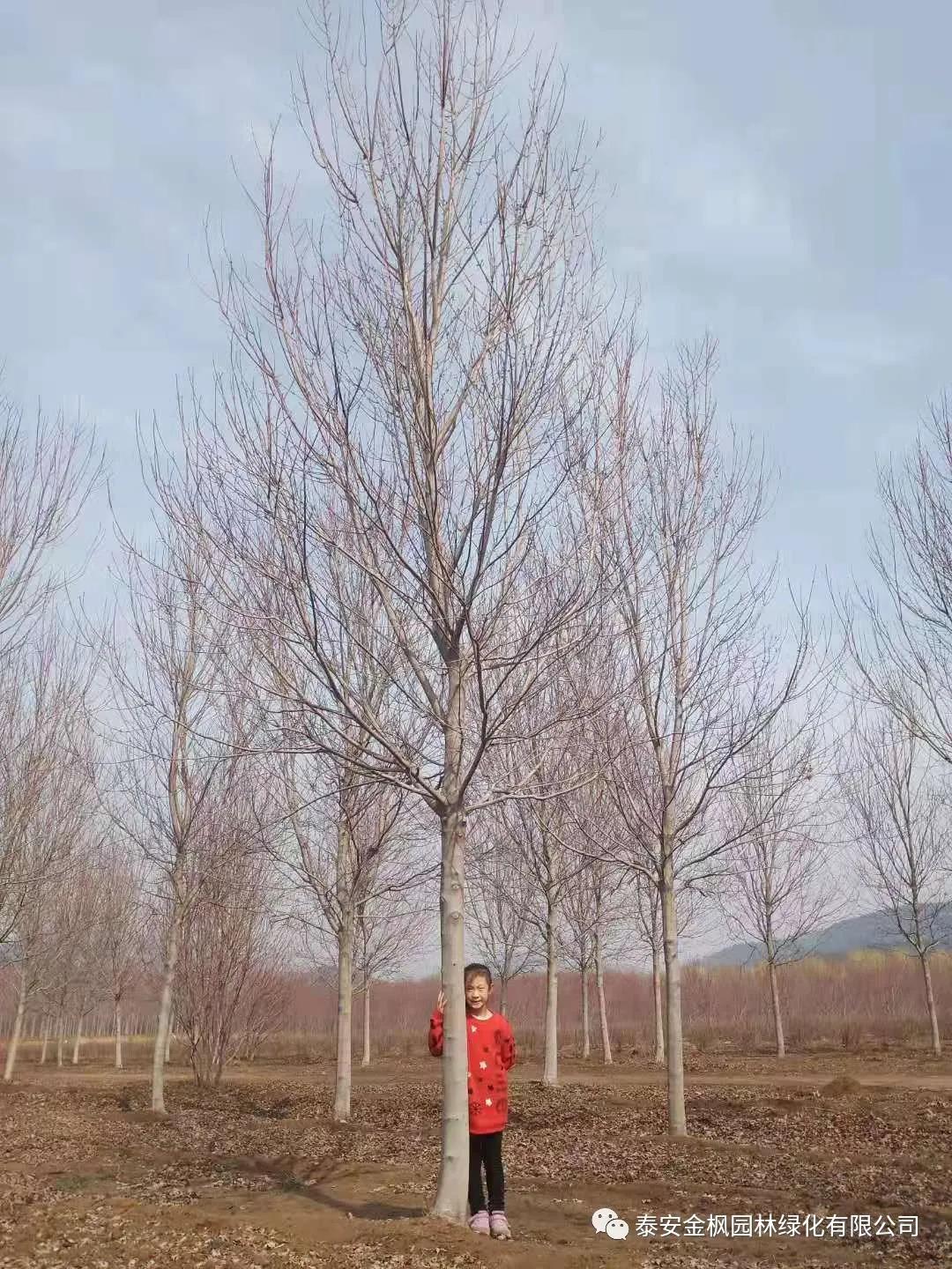 銅官區(qū)與銅化集團發(fā)展聯(lián)席會議召開